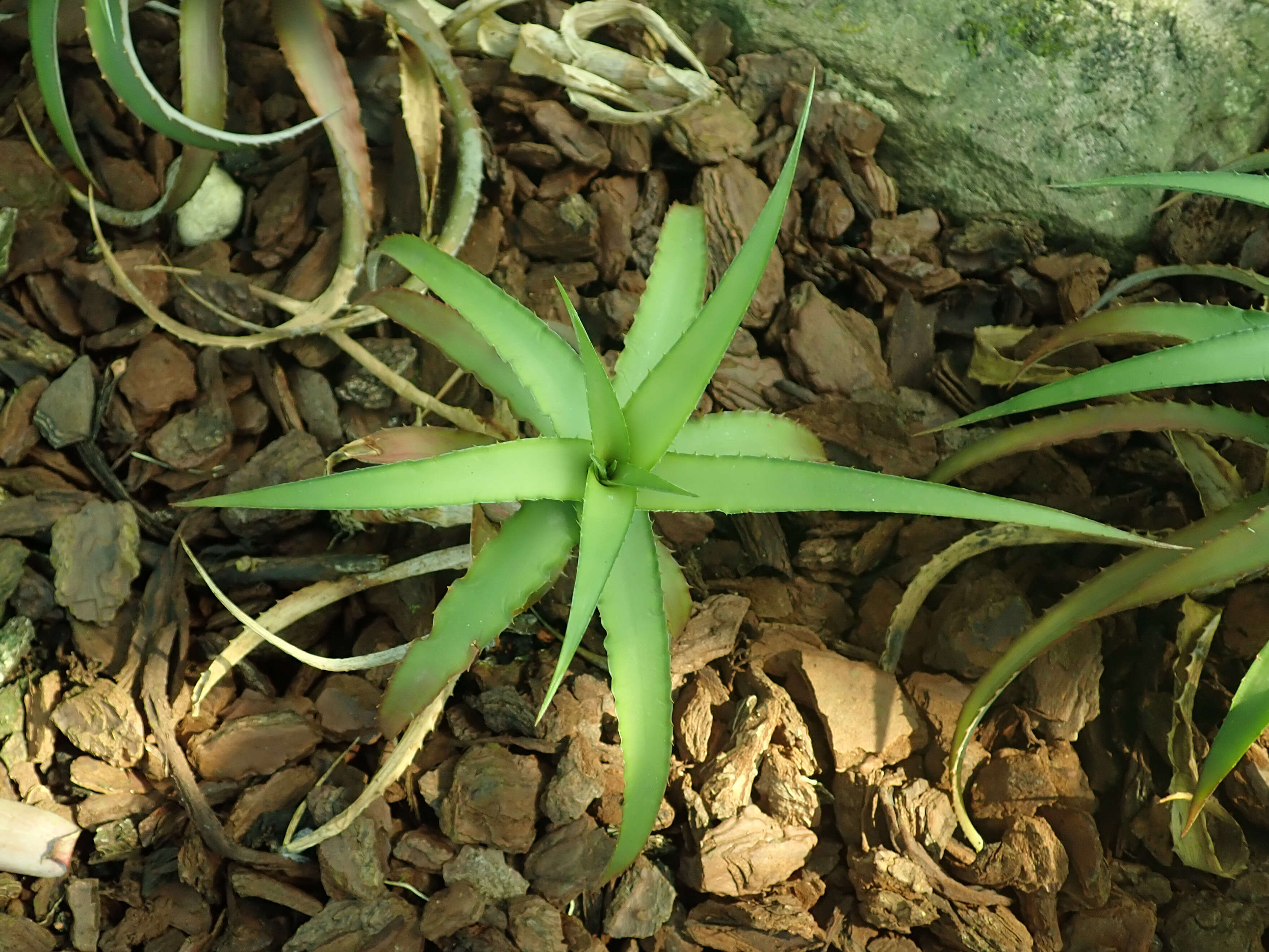 Image of Cryptanthus bahianus L. B. Sm.