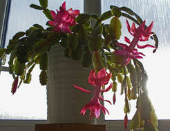 Image of schlumbergera