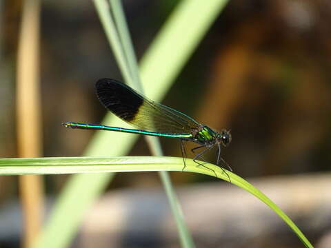 Image of River Jewelwing