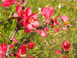 Image of flowering quince