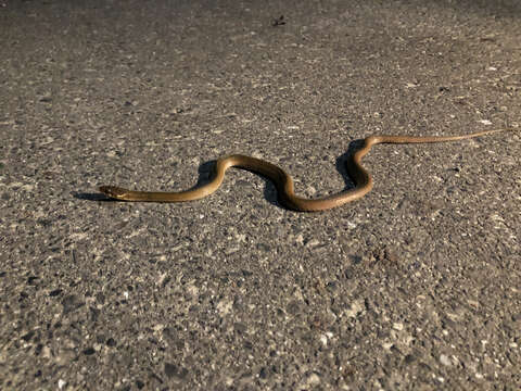 Image of Japanese Keelback