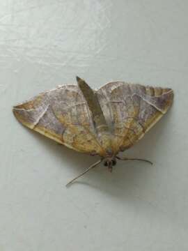 Image of Chevron Moth