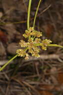 Image of tropical flatsedge