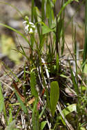 Image of Shining Ladies'-Tresses