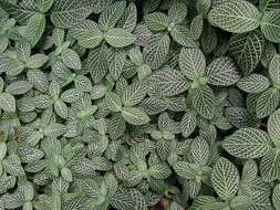 صورة Fittonia albivenis (Lindl. ex Veitch) R. K. Brummitt