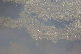 Image of Duckweed