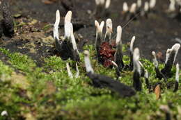 Image of Candle-snuff Fungus