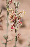 Image of scarlet beeblossom