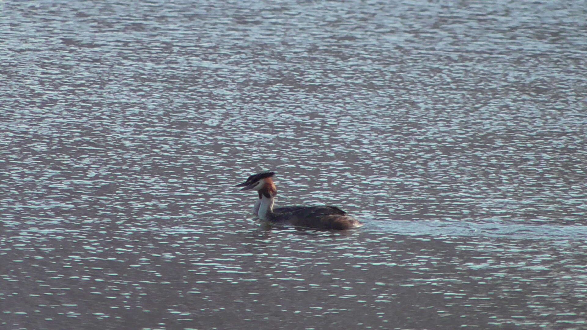 Image of Podiceps Latham 1787