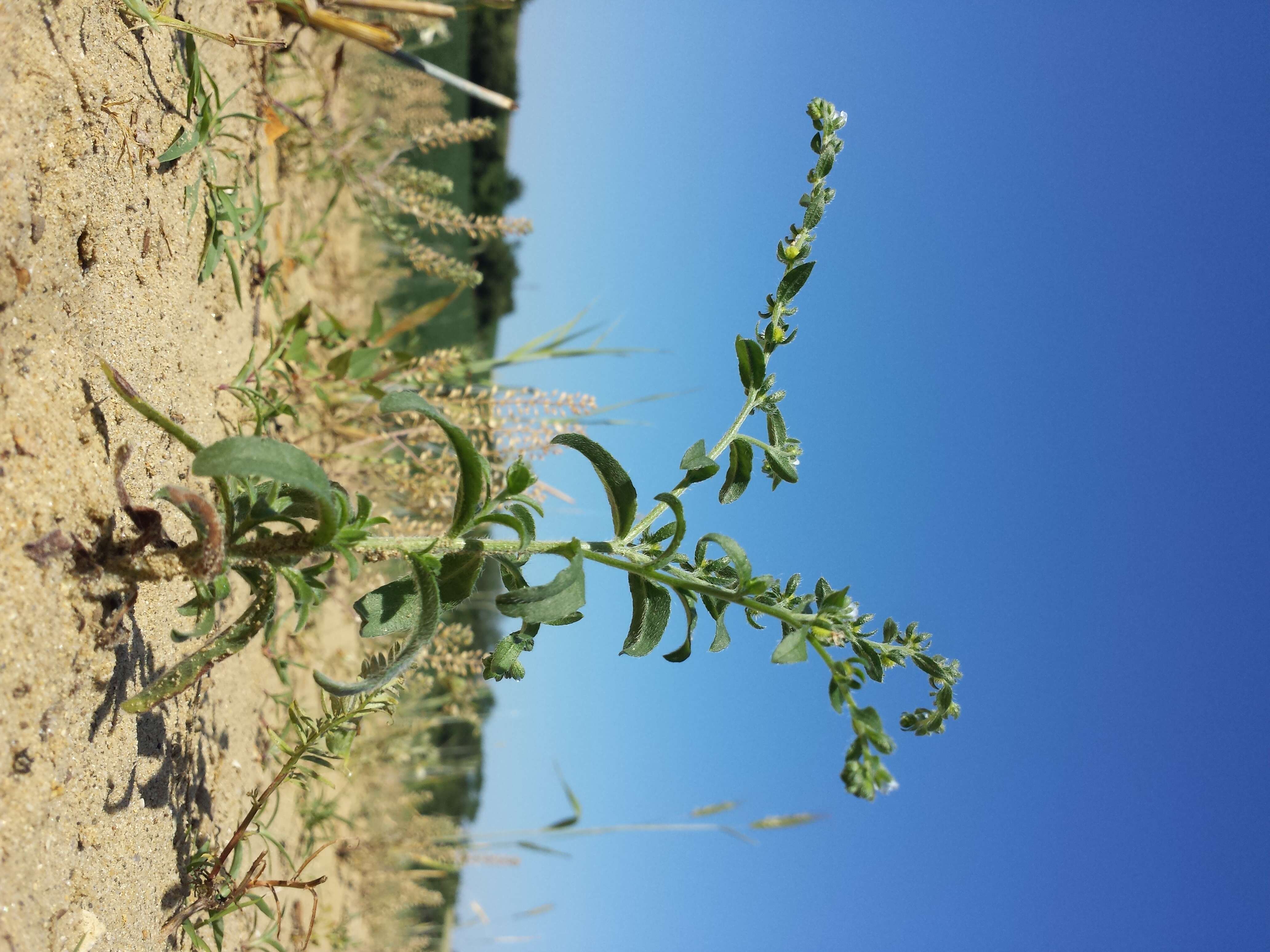 Image of European stickseed