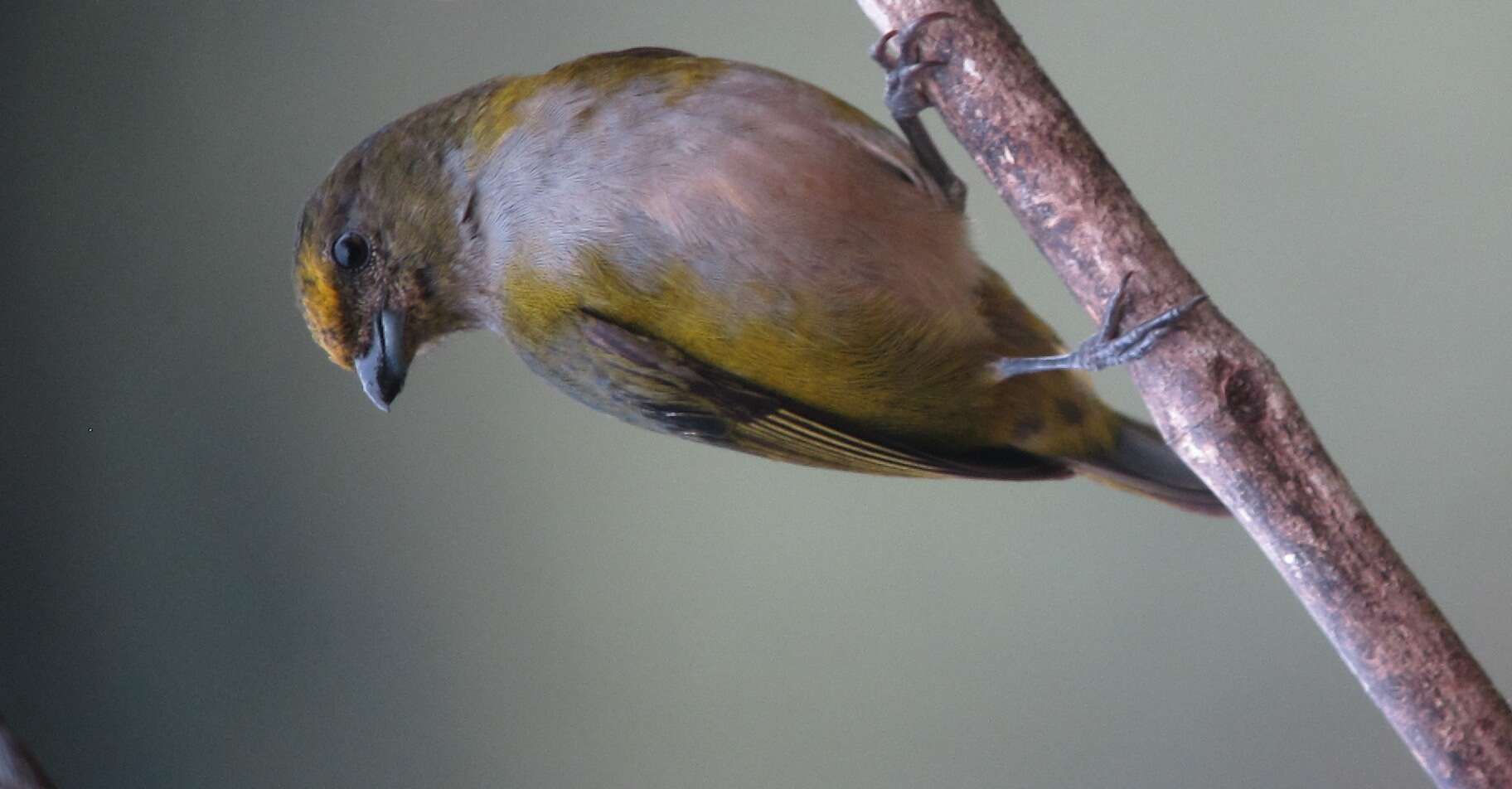 Image of Orange-bellied Euphonia