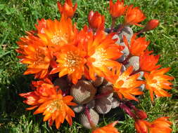 Image of Rebutia pulvinosa F. Ritter & Buining