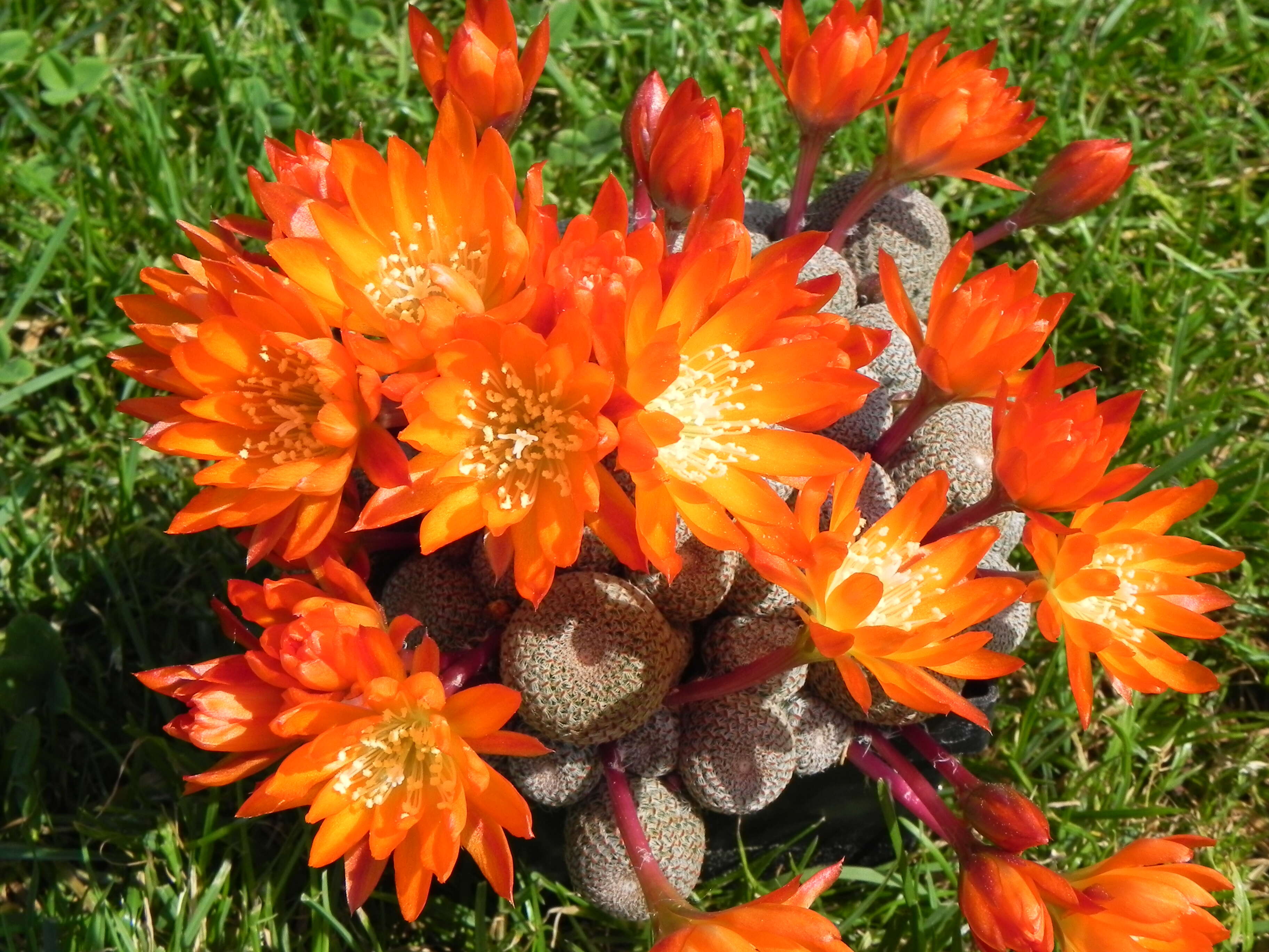 Image of Rebutia pulvinosa F. Ritter & Buining