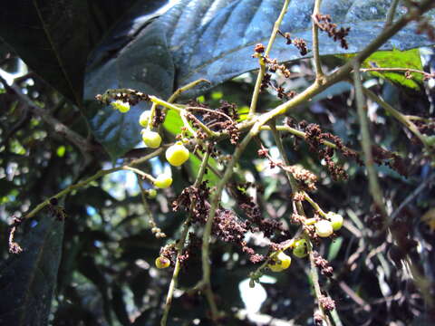 Image of Meliosma simplicifolia (Roxb.) Walp.