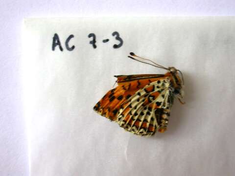 Image of Melitaea trivia