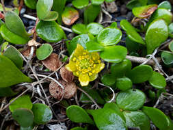 Image of Ranunculus acaulis Banks & Soland.