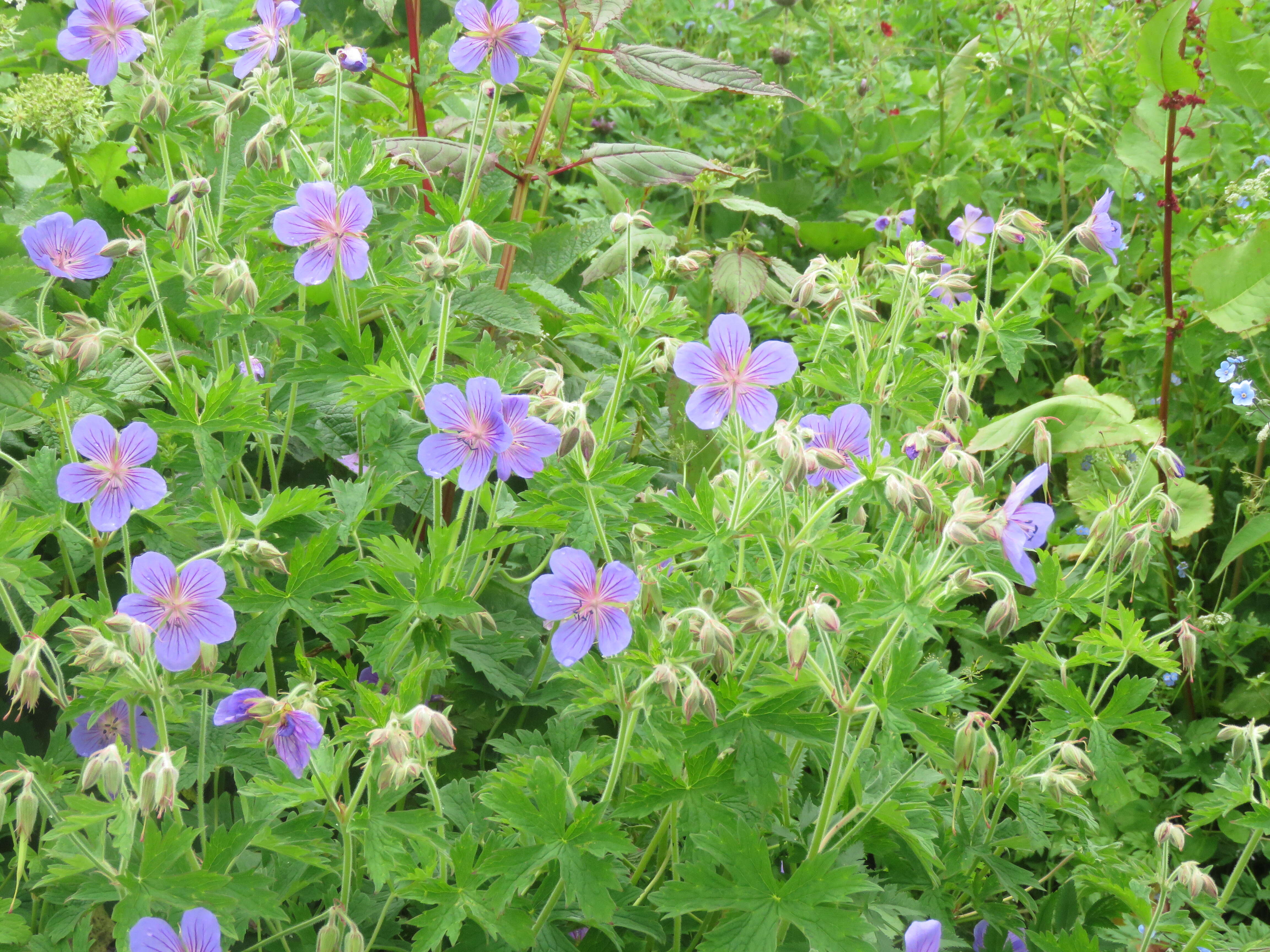 Image of Geranium wallichianum D. Don ex Sweet