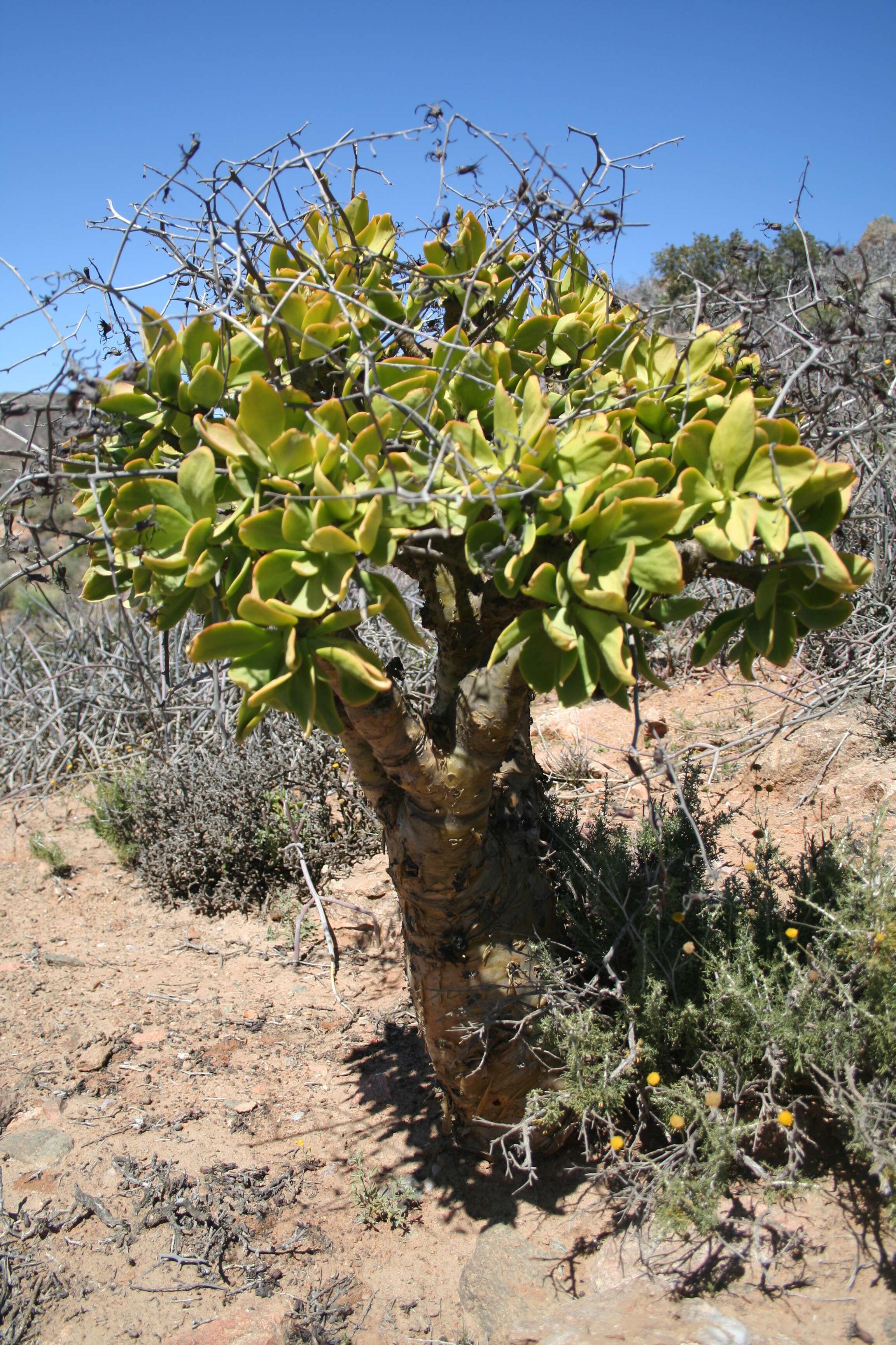 Tylecodon paniculatus (L. fil.) H. Tölken resmi