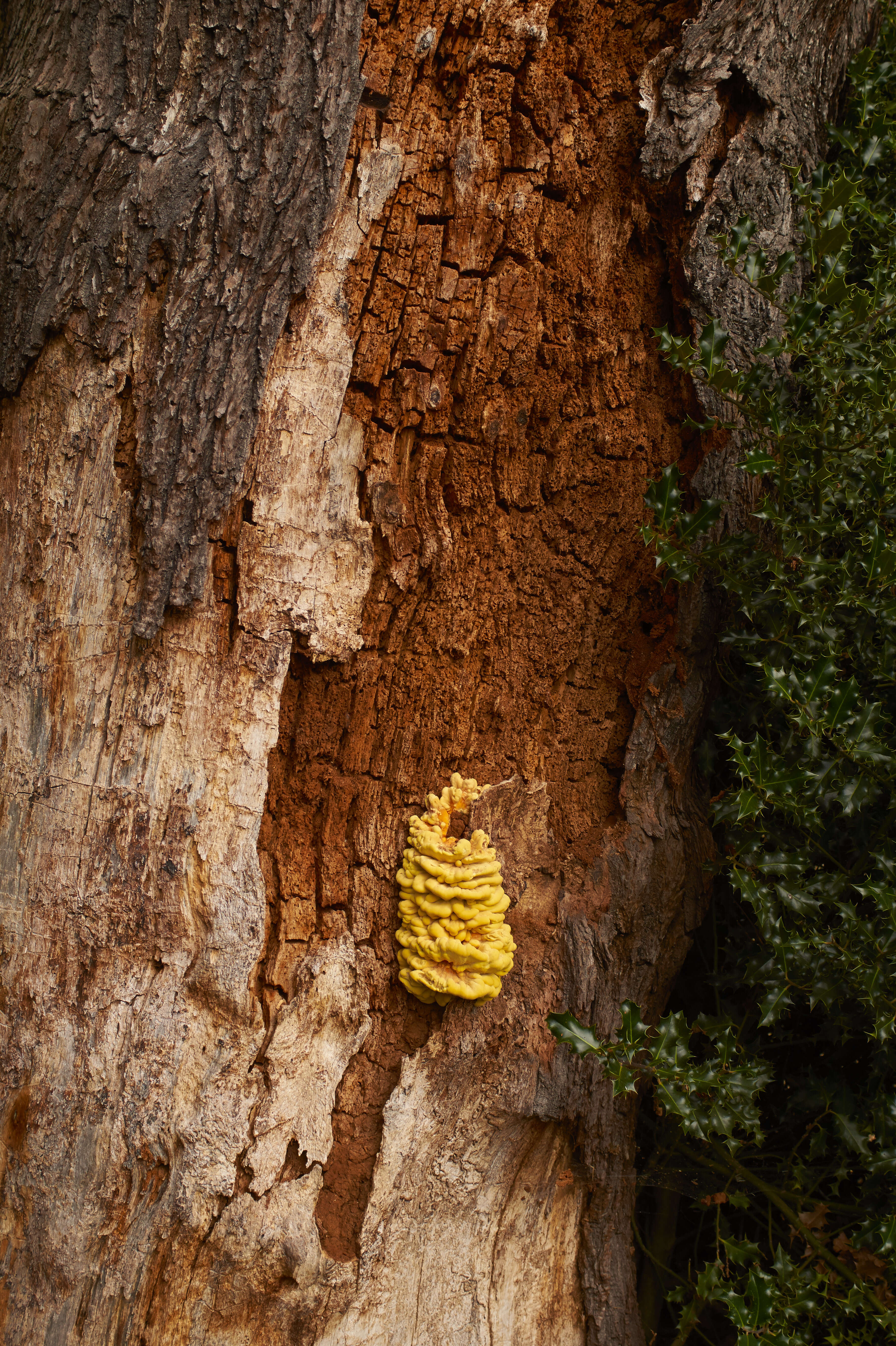 Image de Polypore soufré