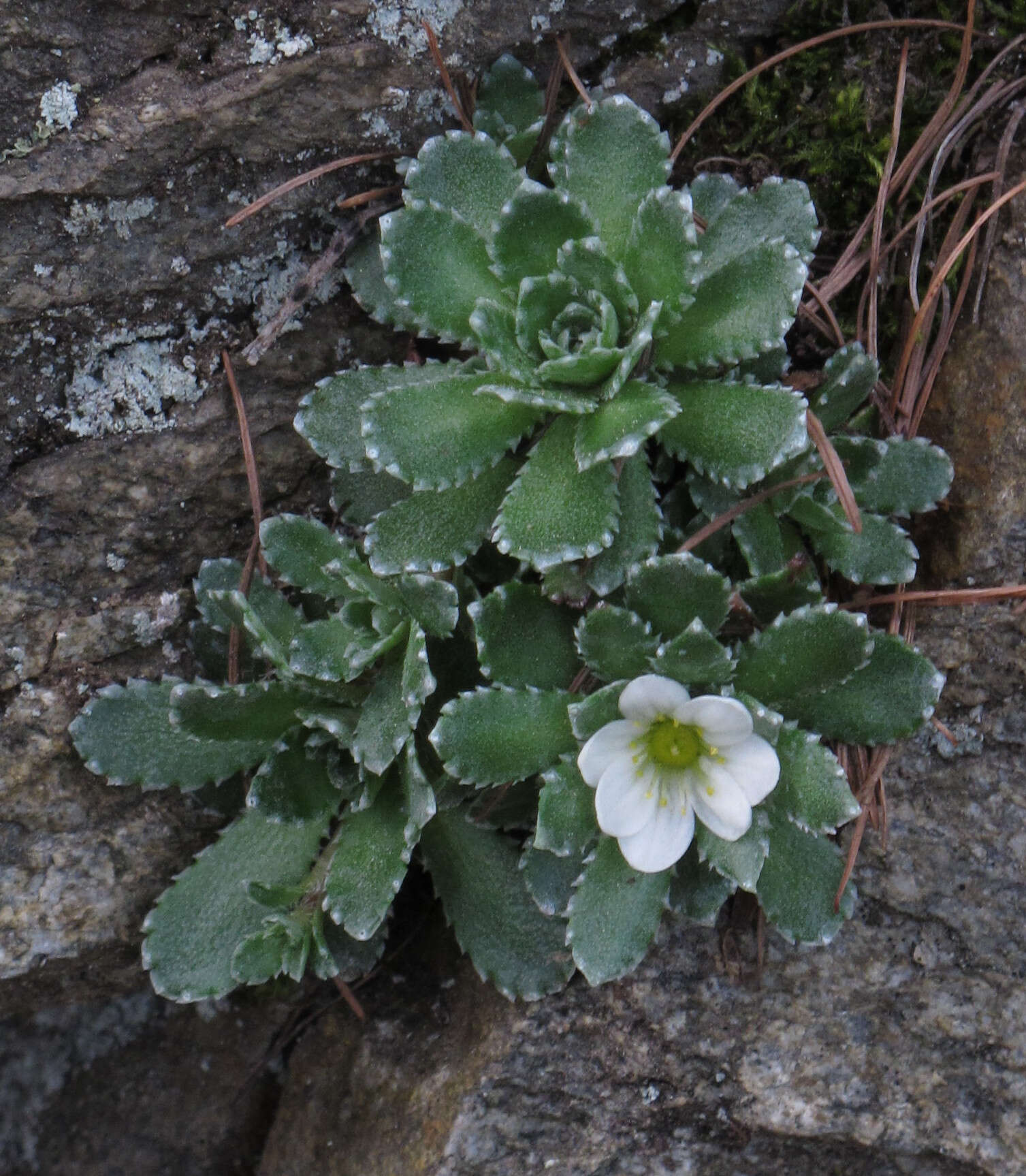 Image of Livelong Saxifrage