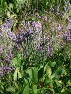 Image of Mediterranean sea lavender