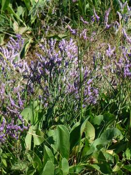 Image of Mediterranean sea lavender