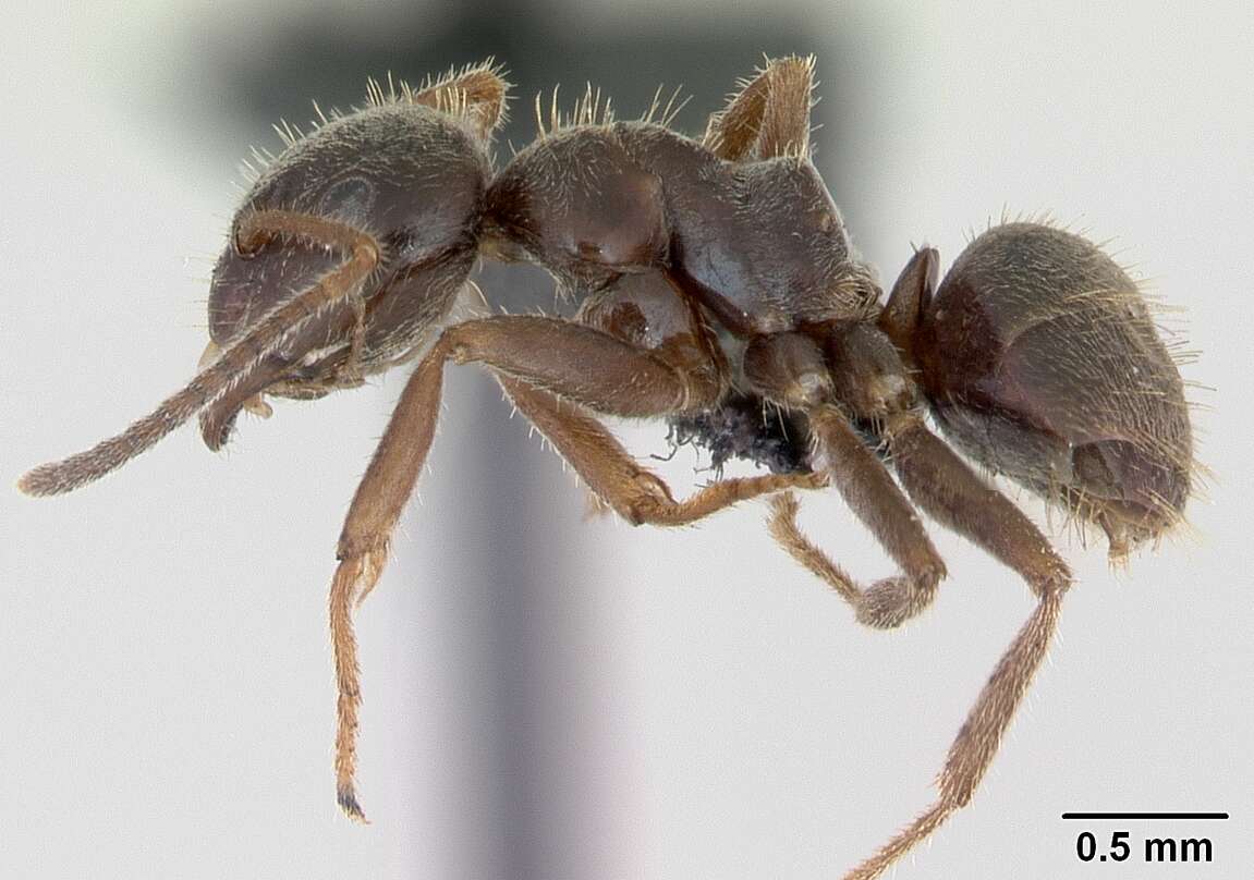 Imagem de Lasius platythorax Seifert 1991