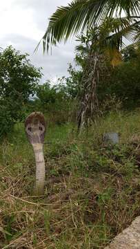 Image of Indian cobra