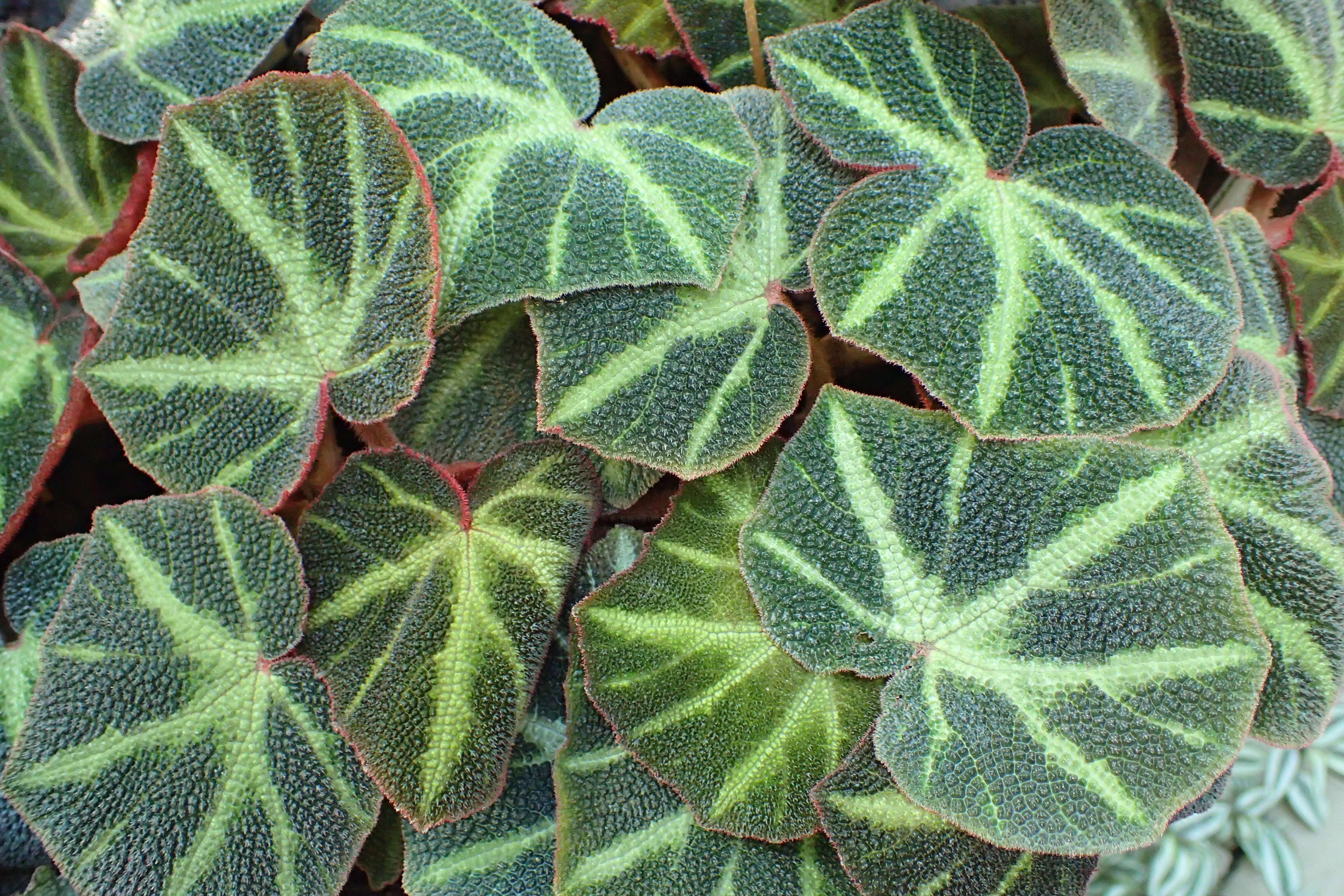 Image de Begonia soli-mutata