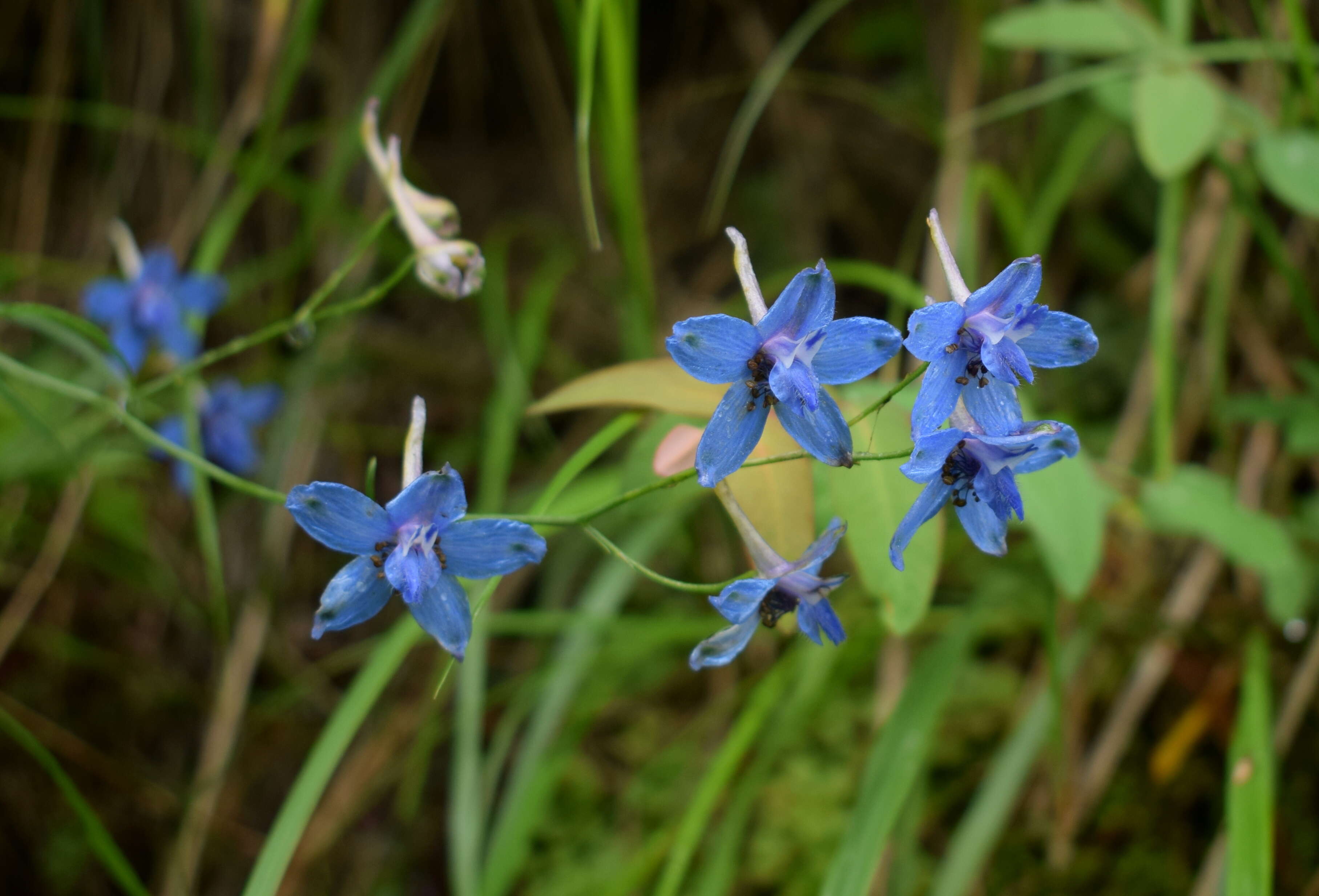 Plancia ëd Delphinium denudatum Wall.