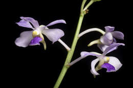 Image of Vanda coerulescens Griff.