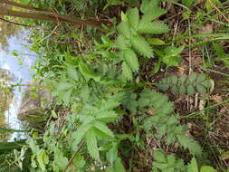 Image of fragrant agrimony