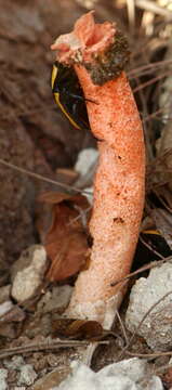 Image de Phallus rubicundus (Bosc) Fr. 1823