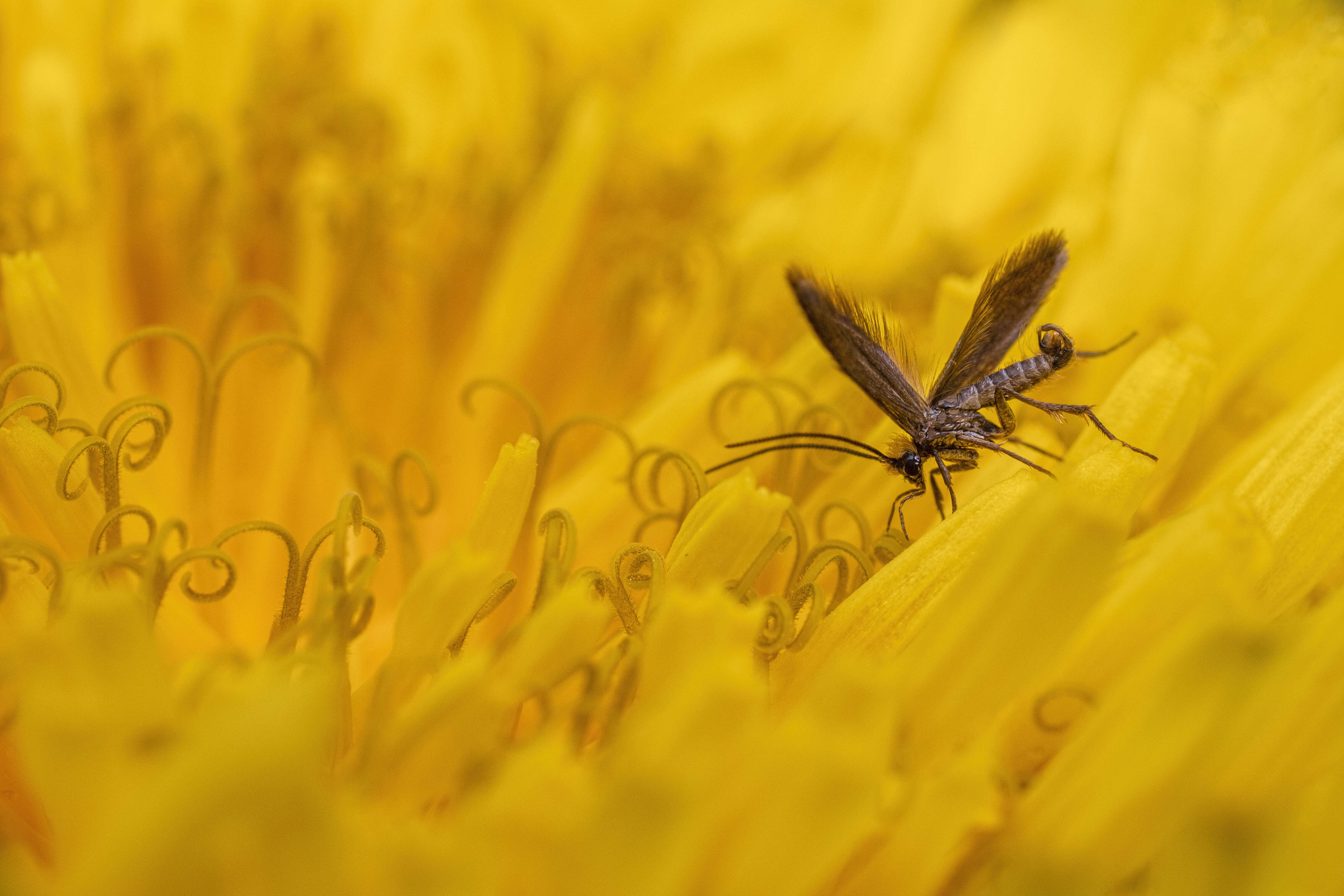 Image of marsh marygold moth