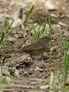 Image of Mountain Chiffchaff