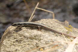 Image of Warm-temperate Water-skink