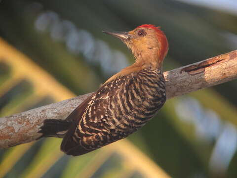 Image of Red-crowned Woodpecker