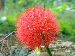 Image of scadoxus