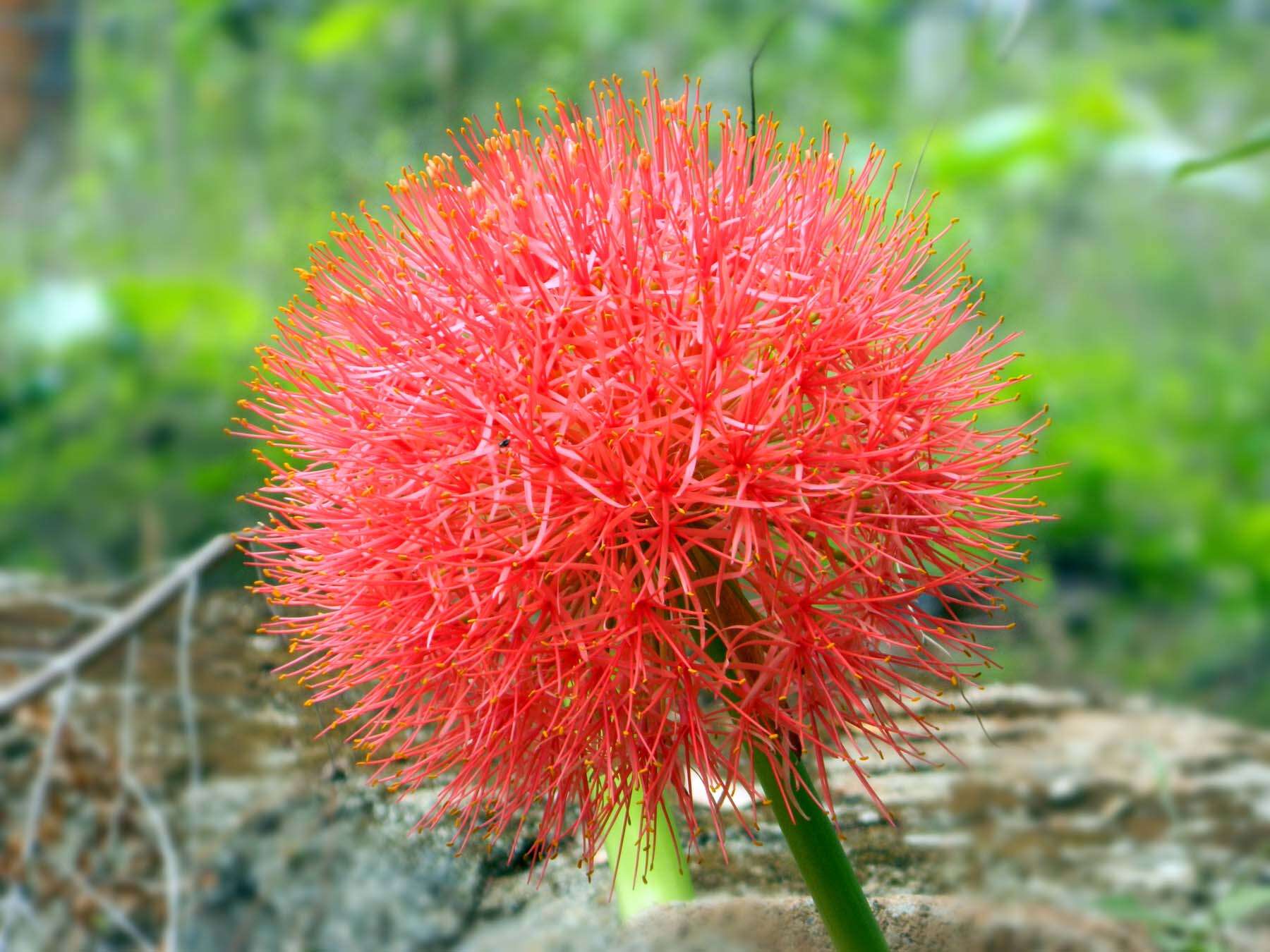 Image of scadoxus