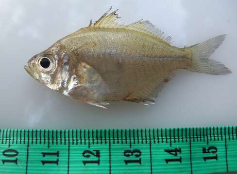 Image of Glass fish