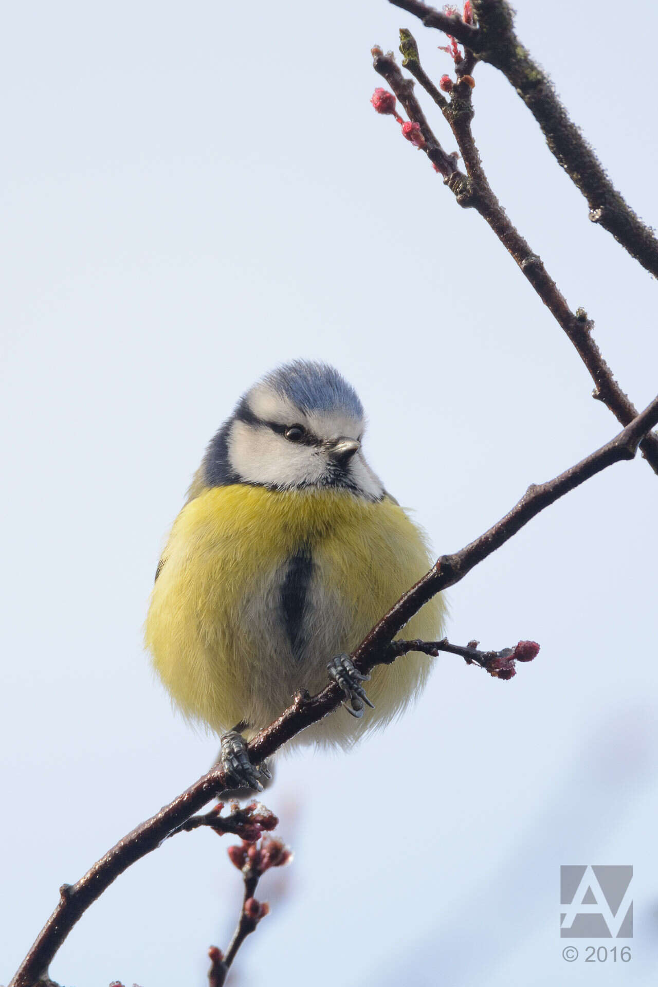 Image of Tit