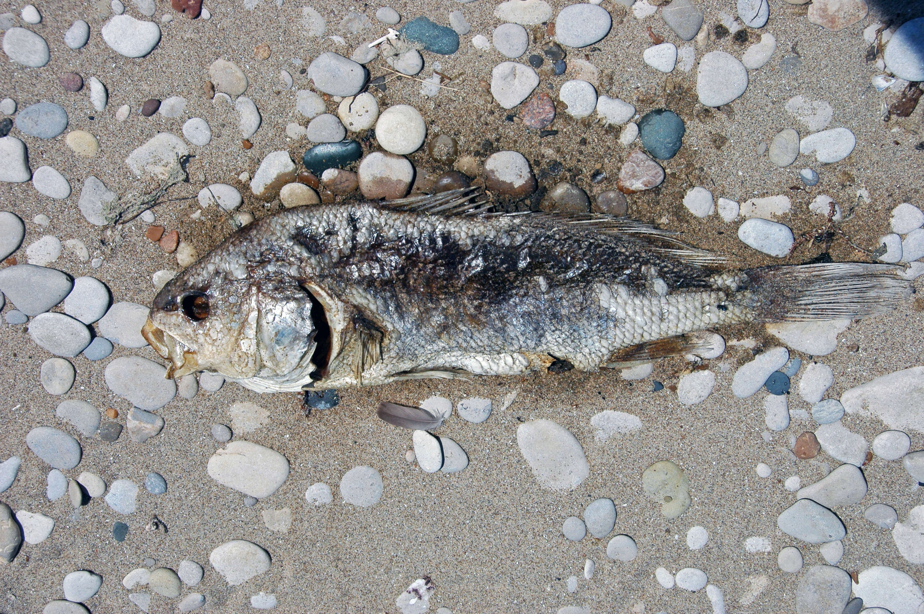 Image of Walleye