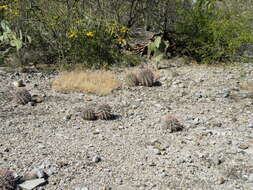 Image of Ferocactus latispinus (Haw.) Britton & Rose