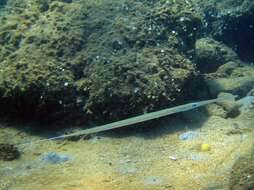 Image of Bluespotted cornetfish