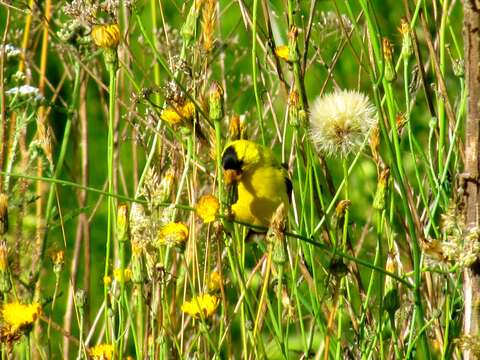 Image of American Goldfinch