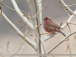 Plancia ëd Carpodacus rhodochlamys (Brandt & JF 1843)