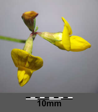 Image of Narrow-leaved Bird's-foot-trefoil