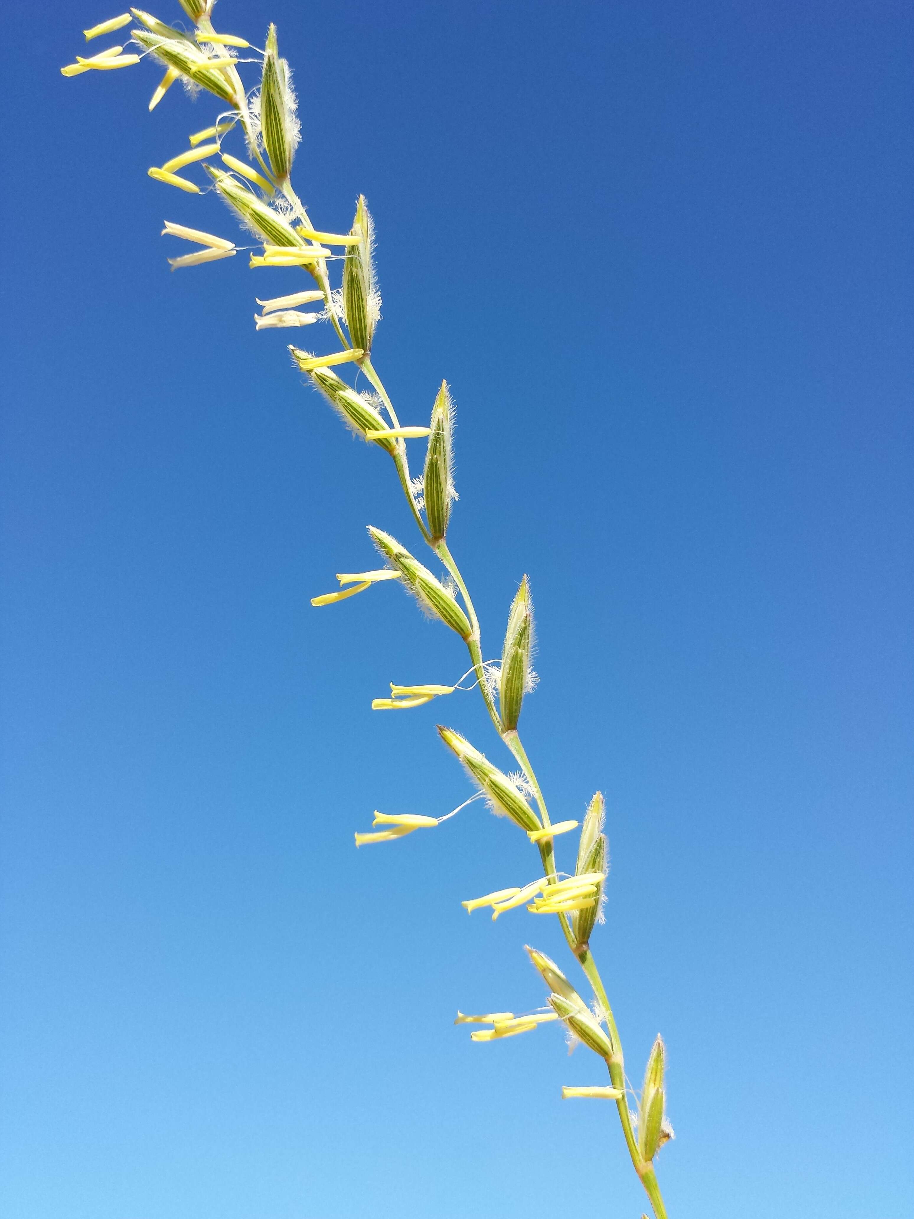 Image of intermediate wheatgrass