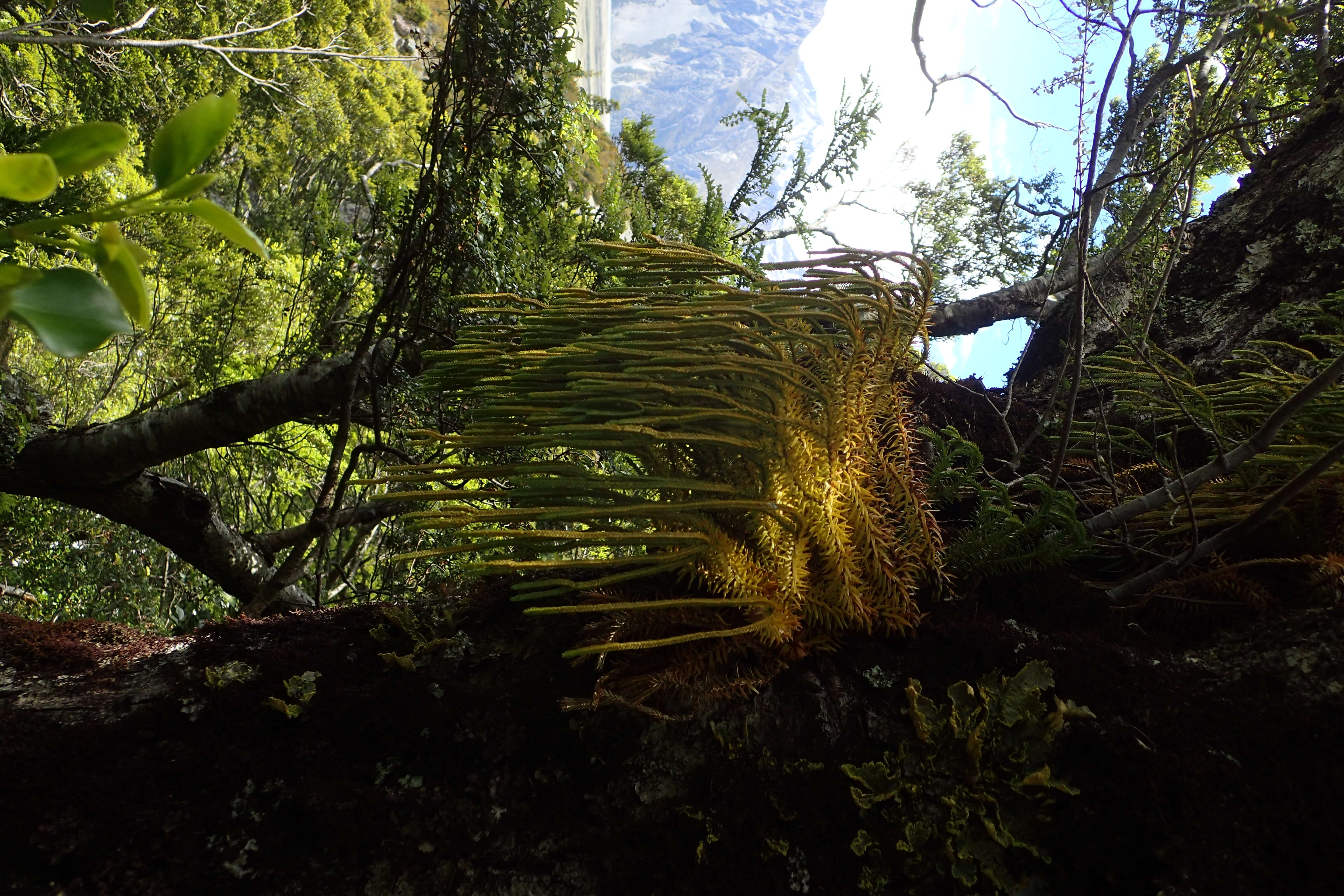 Image de Phlegmariurus varius (R. Br.) A. R. Field & Bostock