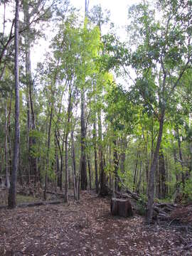 Sivun Fraxinus uhdei (Wenz.) Lingelsh. kuva